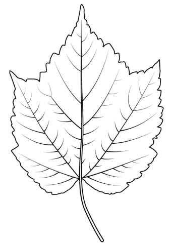 Mountain Maple Leaf Coloring Page